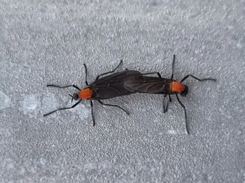 러브버그 사람한테 오는 이유 포스팅 러브버그 설명 사진